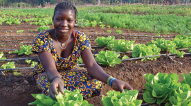 Newsroom_SolarPumping_2