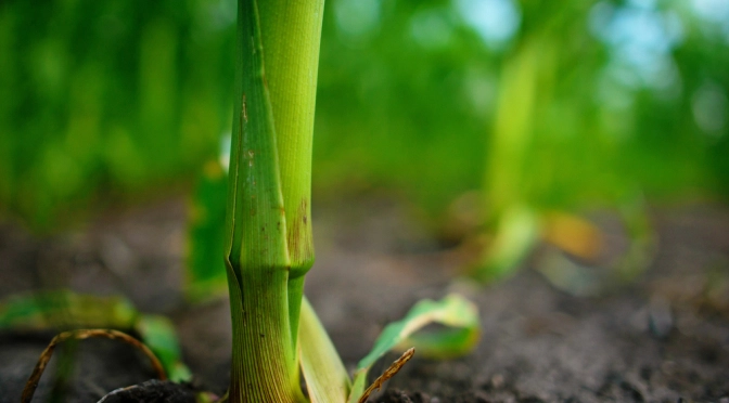 Simulating Bioenergy Potential