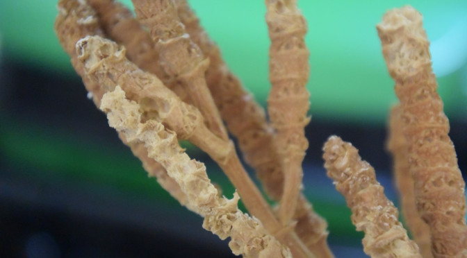 Green Gold: Growing Jet Fuel in the Desert