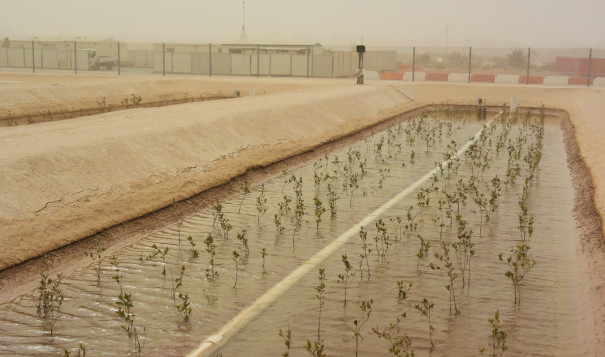 Young mangroves planted in the desert for SBRC's project to develop jet powering biofuel.JPG