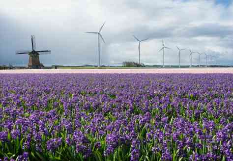 A 17th Century windmill stands near modern wind turbines in Sint Maartensbrug, Netherlands. Peter van Veldhoven