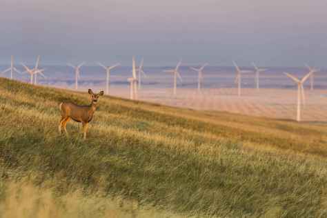 An ensemble of wind turbines generate electricity in harmony with nature in Alberta, Canada. Keith Arkins
